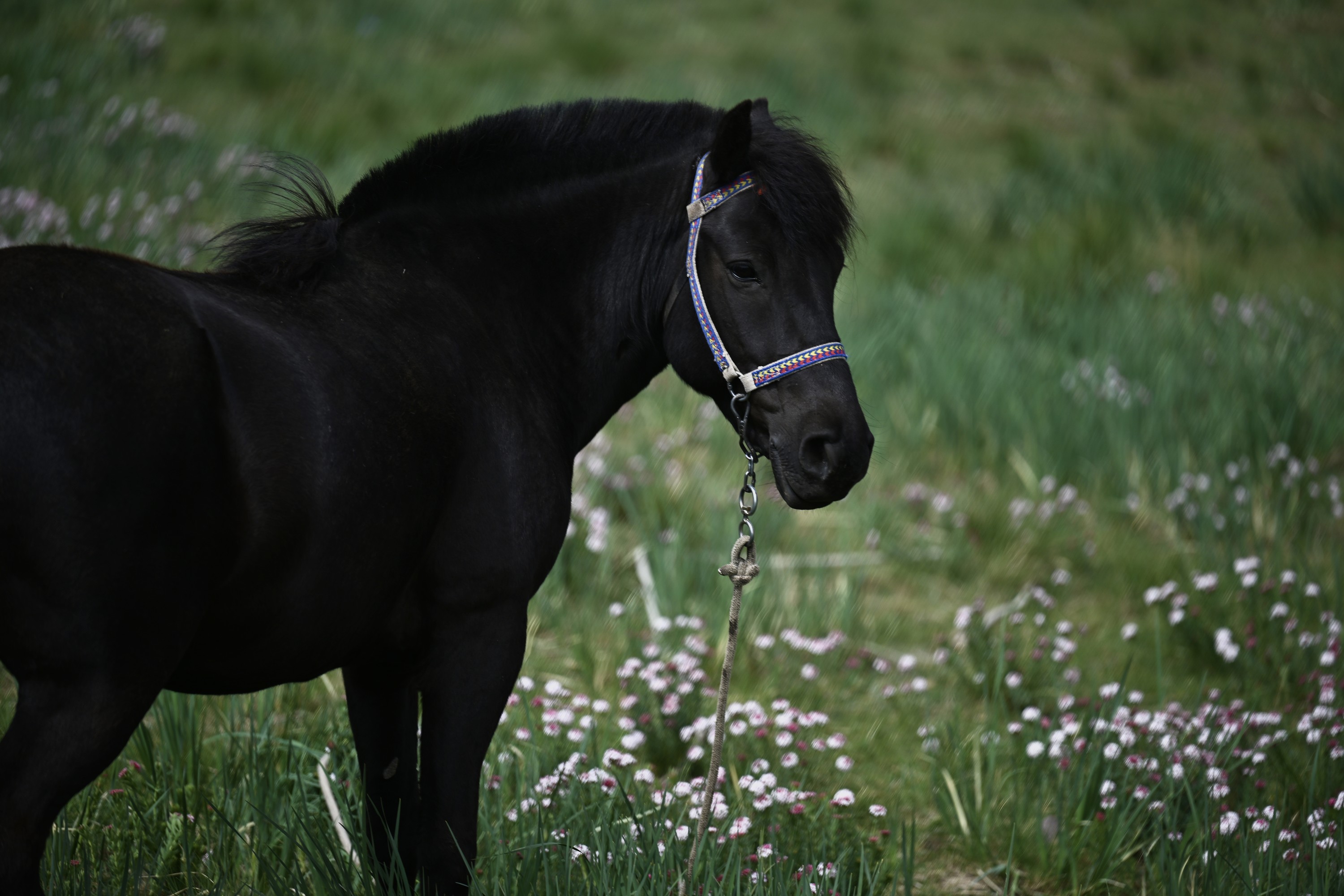 A black horse standing in a field of small white flowers