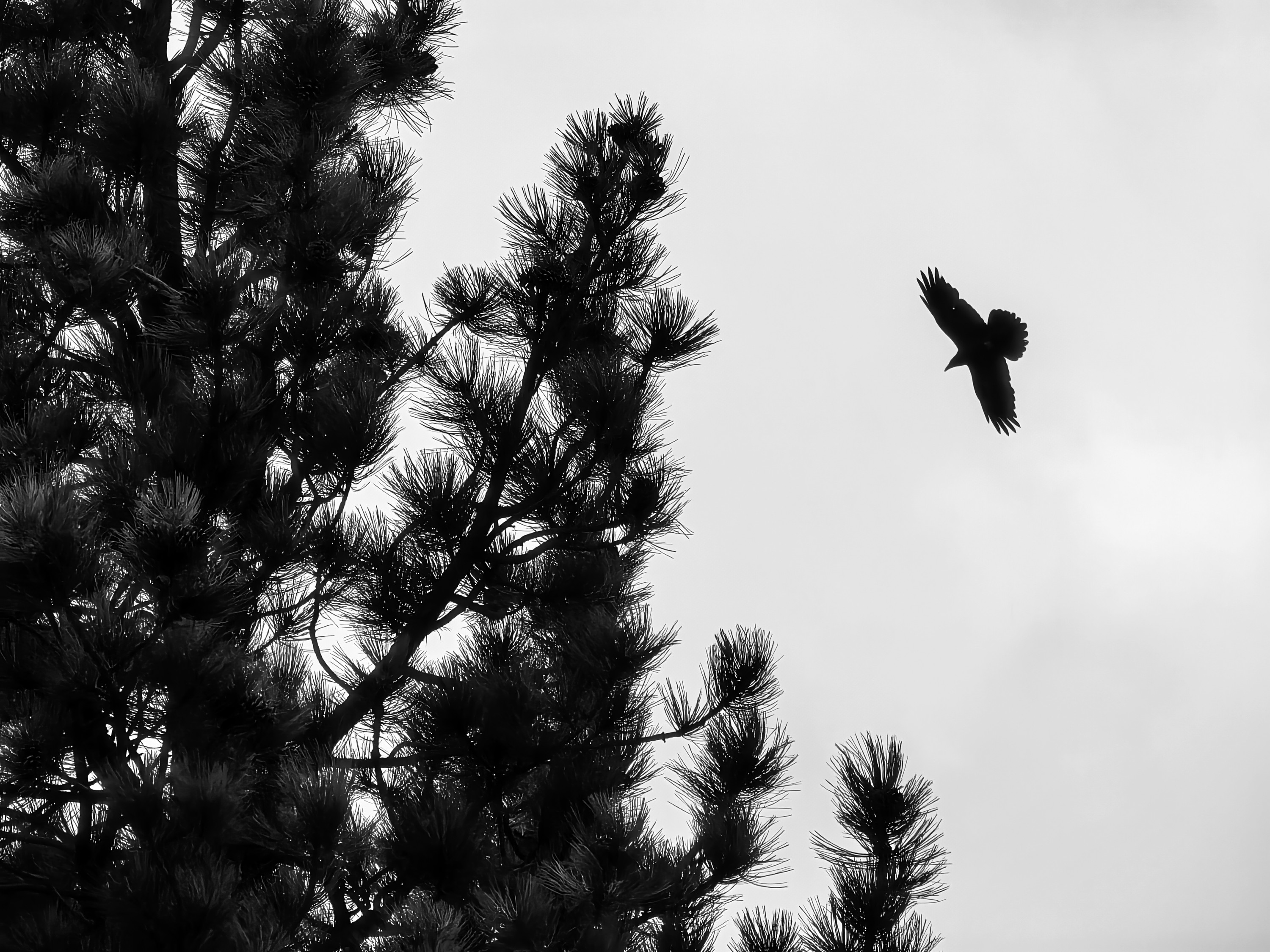 Black and white photograph of a bird flying past pine branches