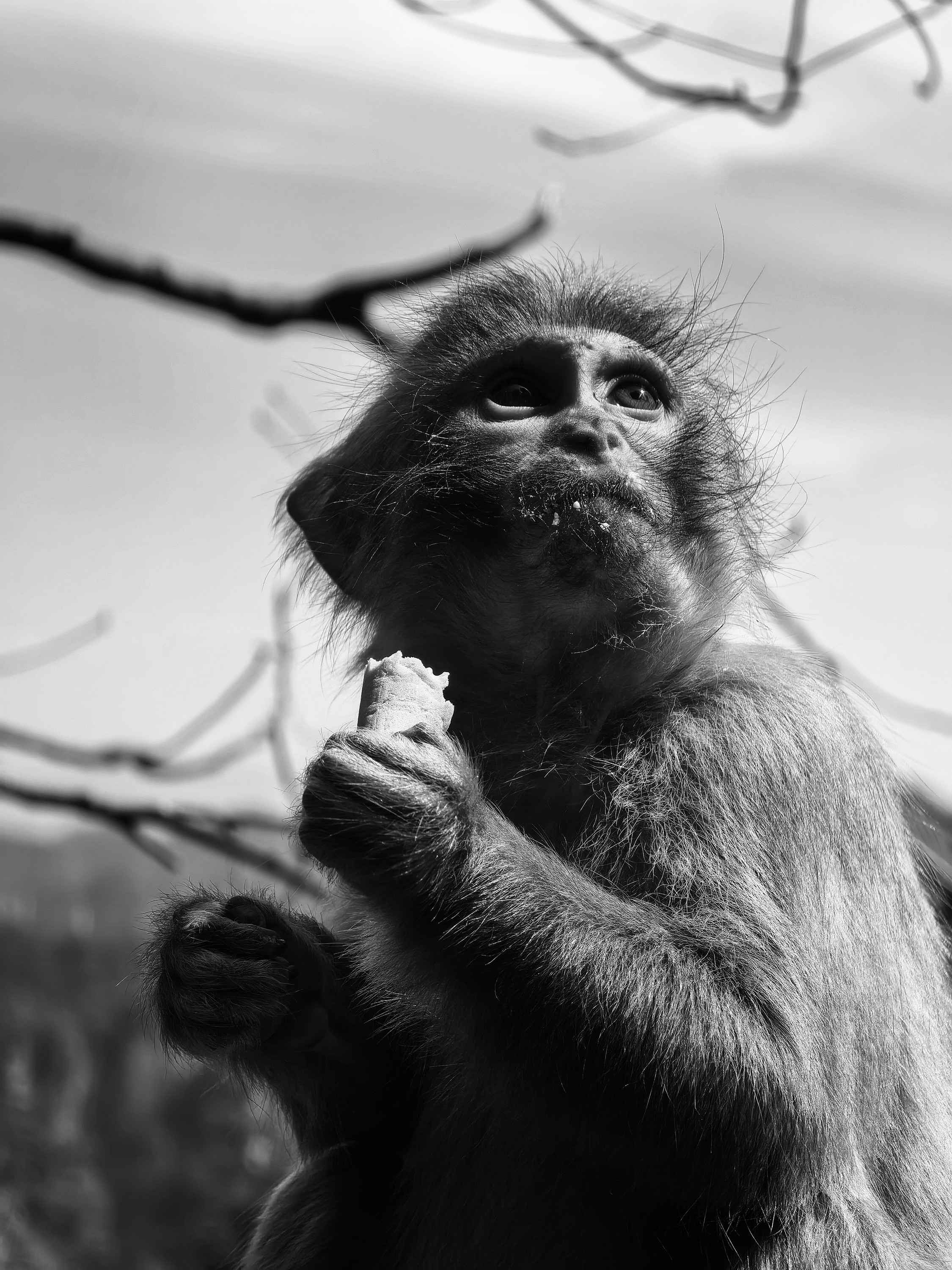 Black and white portrait of a monkey eating beneath tree branches