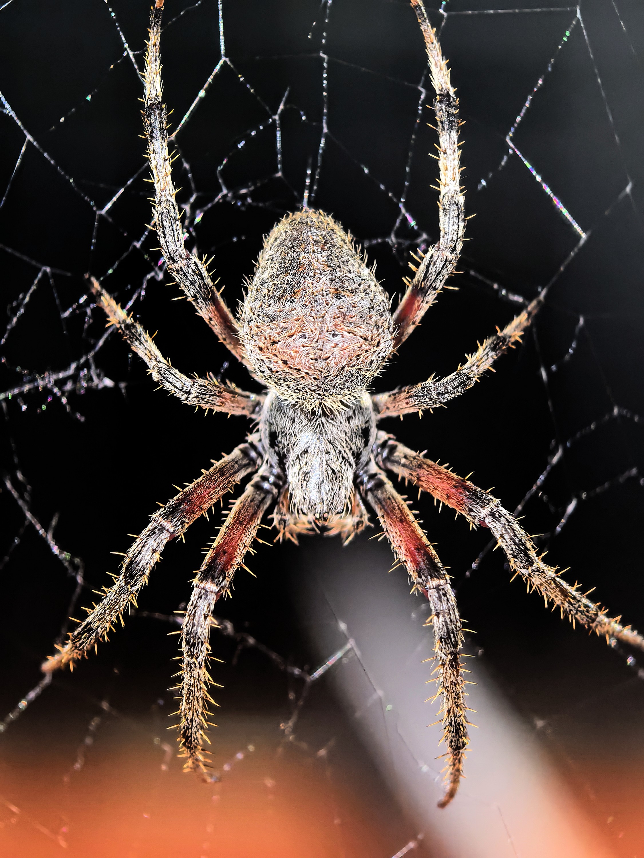 An orb-weaver spider centred on its web against a black background