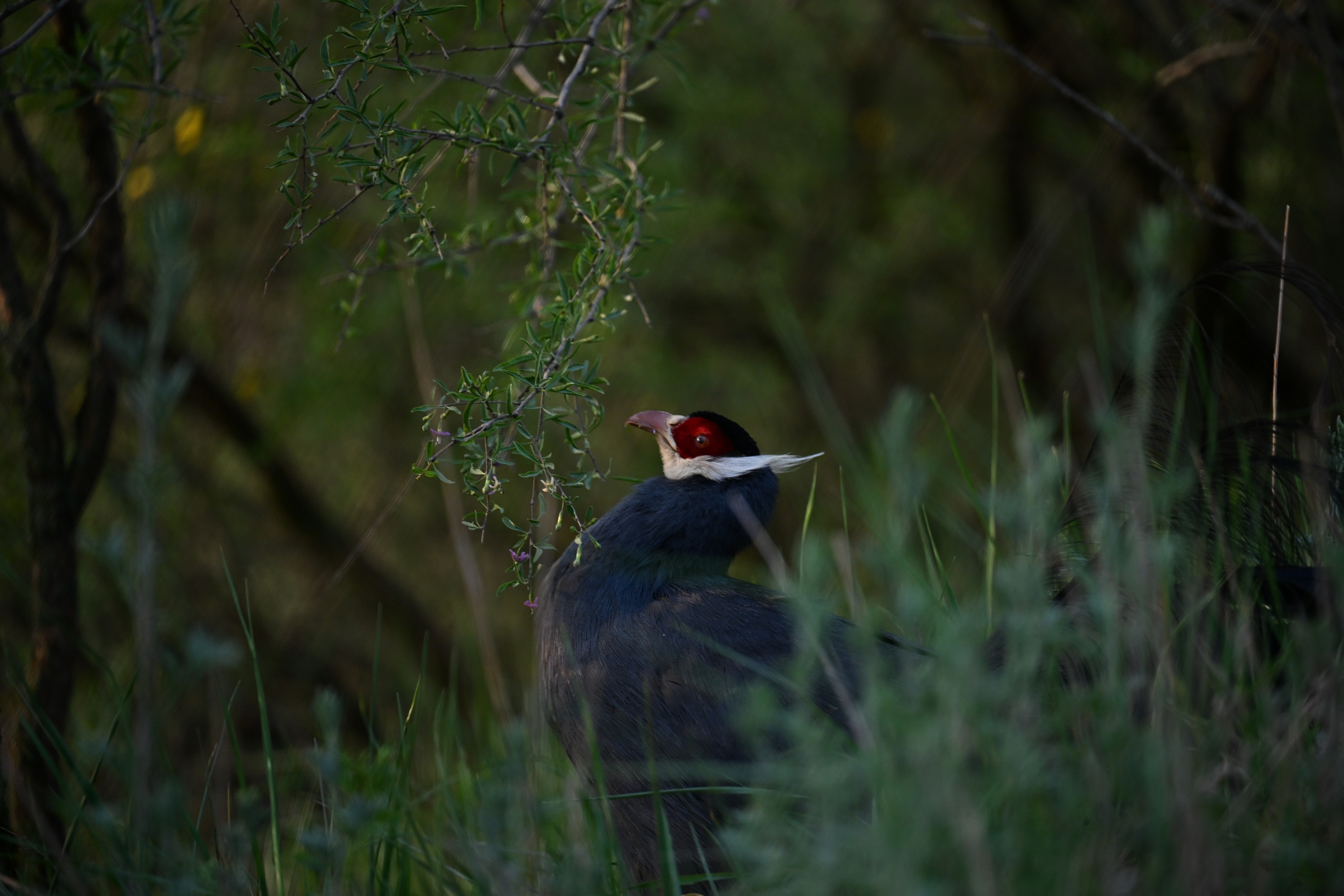 A blue eared-pheasant with a red face and white ear tufts standing among tall grass and shrubs