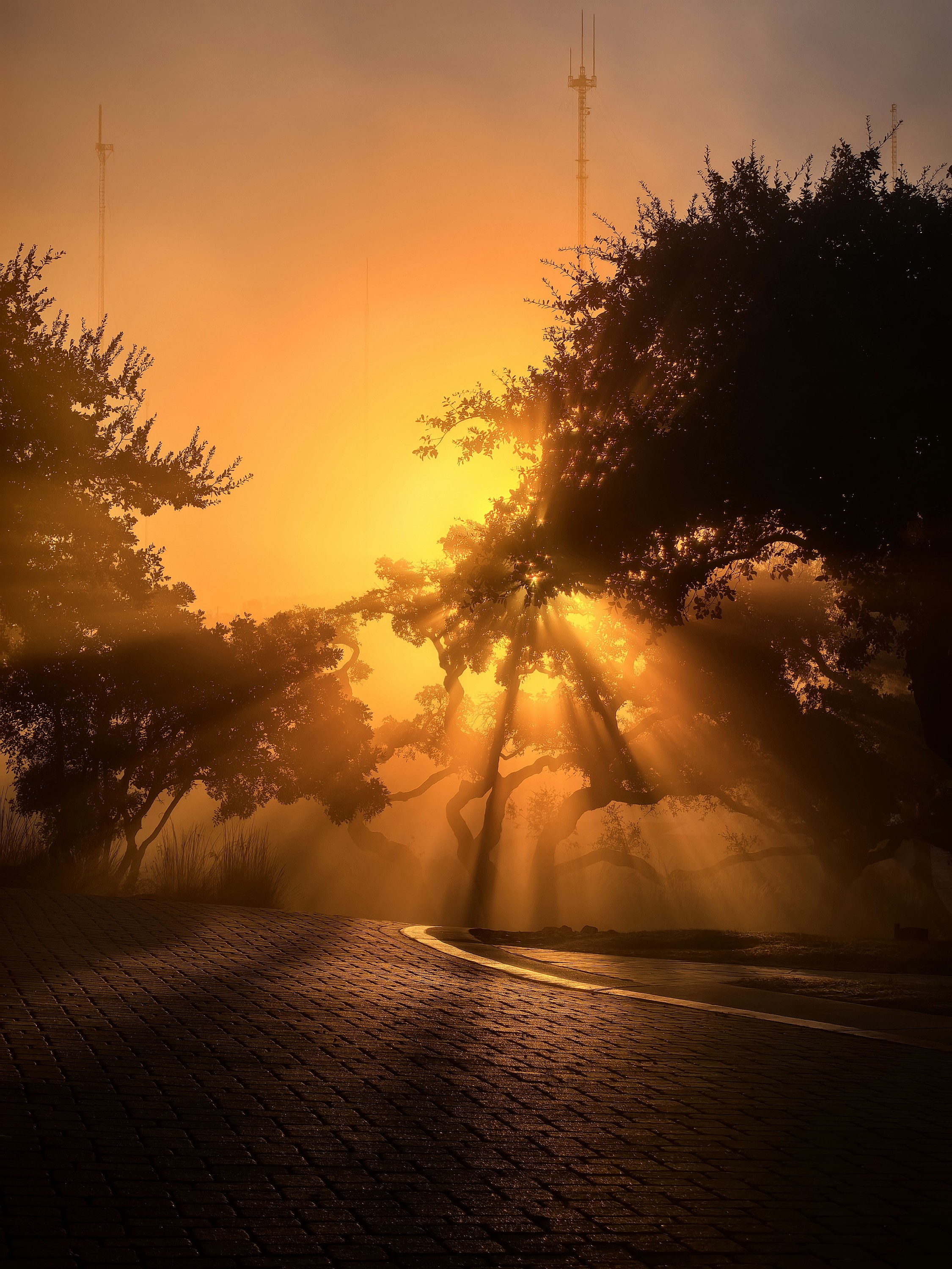 Sunbeams breaking through silhouetted trees over a misty road